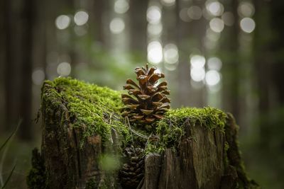 Close-up of pine cone in forest