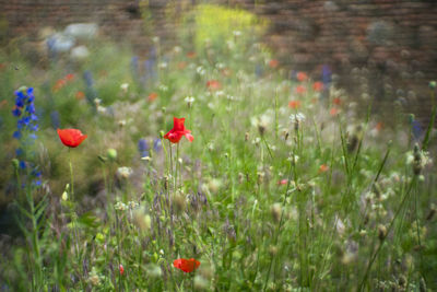 Red poppy flowers on field