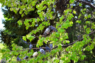 Bird perching on a tree