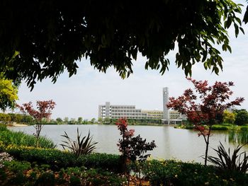 Trees in park with city in background