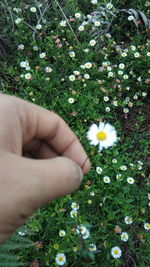 Midsection of person and white daisy flowers on field