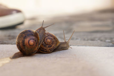 Close-up of snail on sand