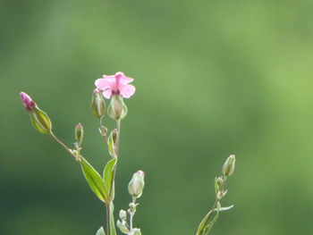 Close-up of pink flowering plant