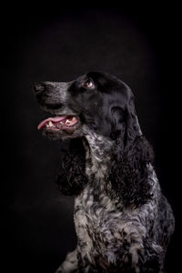 Close-up portrait of dog against black background
