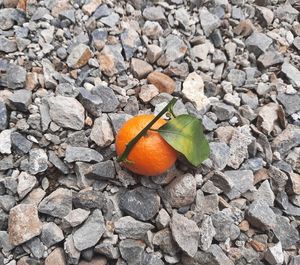 High angle view of orange on pebbles