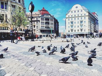 Birds flying in city against sky