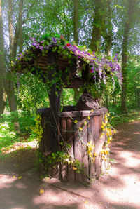 Flowering plants in park