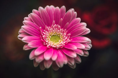 Close-up of pink daisy