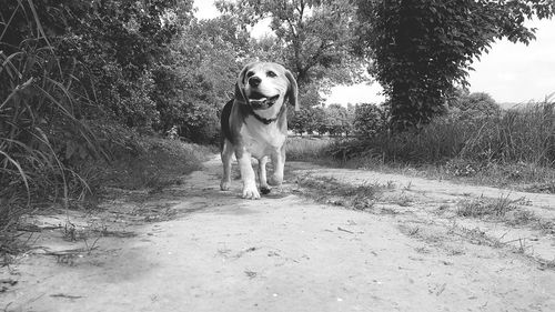 Portrait of dog standing on road