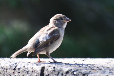 Close-up of bird perching on wood