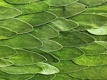 Sage. flat lay of leaves, natural texture and background