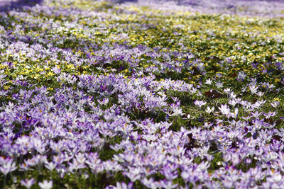 Full frame shot of purple flowers on field