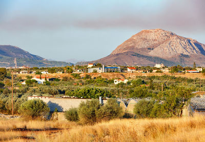 Olive groves are lit by bright sunlight in the valley  near the city of corinth.