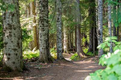 Pine trees in forest