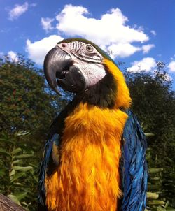 Low angle view of macaw against sky