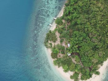 High angle view of plant on beach