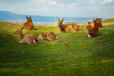 View of deers on a field