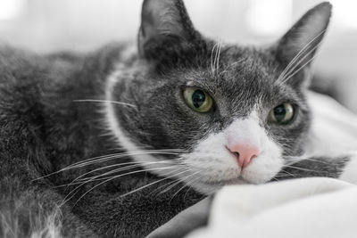 Close-up portrait of cat