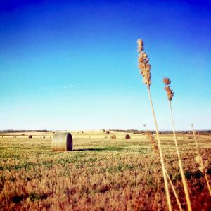 Scenic view of field against clear sky