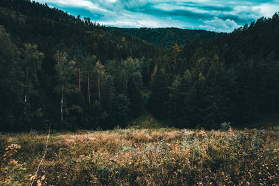 Scenic view of field against sky