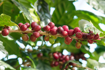 Red berries growing on tree