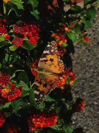 Close-up of butterfly on flower