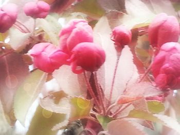 Close-up of pink flower