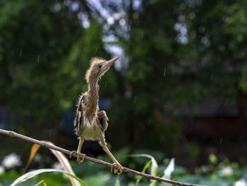 Close-up of bird