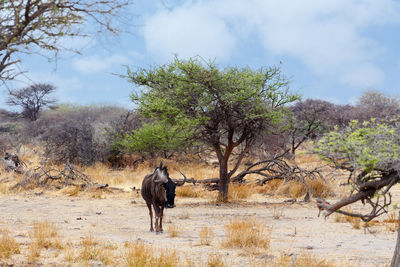 View of a horse on field