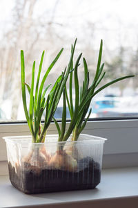 Close-up of plant in glass on table