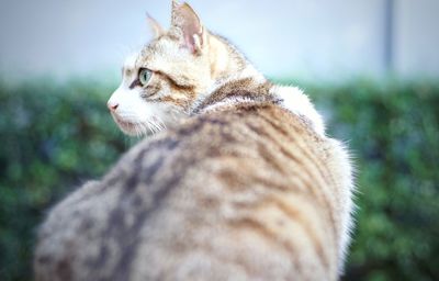 Close-up of cat