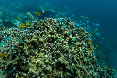 Underwater scene with coral reef and fish sea in surin islands phang nga province of thailand.