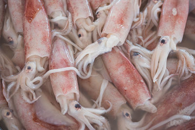 Fresh squids on market stall in a provincial seaside city prachuap khiri khan, thailand