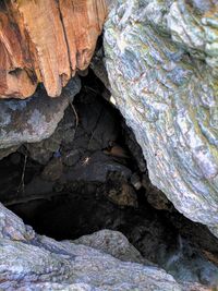 Close-up of lizard on rock