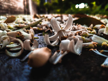 Close-up of shells on table