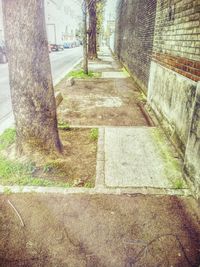 Walkway along trees