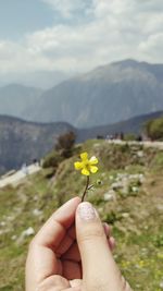 Close-up of hand holding small flower