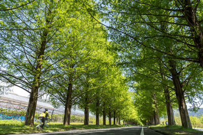 Road amidst trees in park