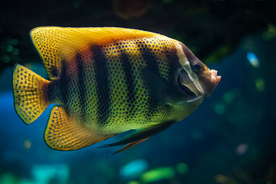 Close-up of fish swimming in aquarium