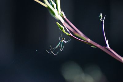 Close-up of spider on web