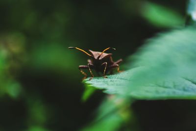 Close-up of lizard on plant