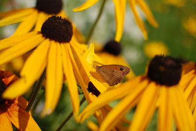 Close-up of butterfly pollinating on yellow flower