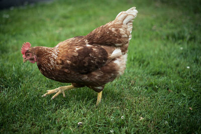 Close-up of rooster on field