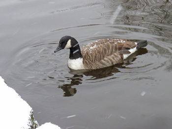 Swan swimming in lake