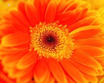 Close-up of orange gerbera daisy