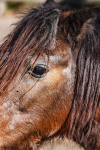 Close-up of horse