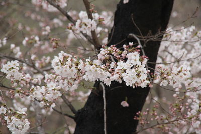 Low angle view of cherry blossoms