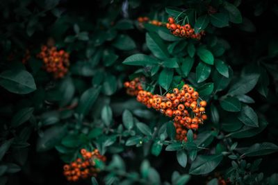 High angle view of orange flowers on plant