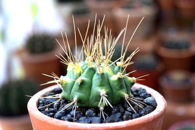 Close-up of potted cactus plant