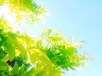 Low angle view of leaves against clear sky